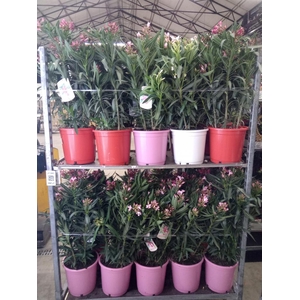 Nerium oleander   ...