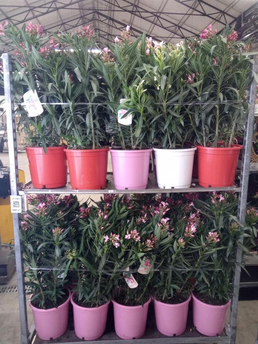 <h4>Nerium oleander   ...</h4>