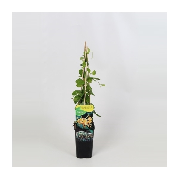 <h4>Lonicera Tellmanniana</h4>