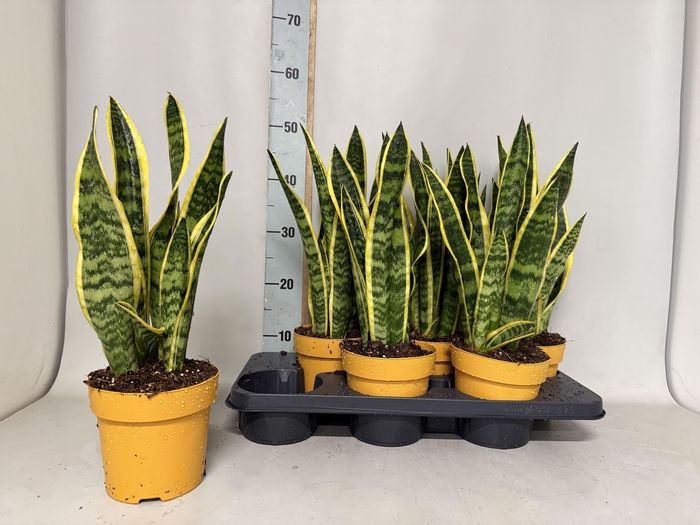 <h4>SANSEV LAURENTII</h4>