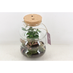 arr3 WR - Terrarium Pluto M LED