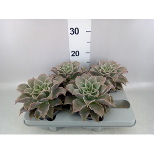 Echeveria   ...
