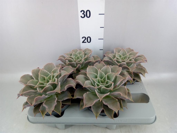 <h4>Echeveria   ...</h4>