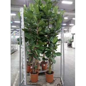 Ficus lyrata