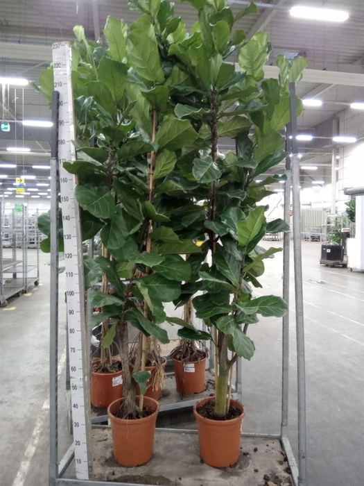 <h4>Ficus lyrata</h4>