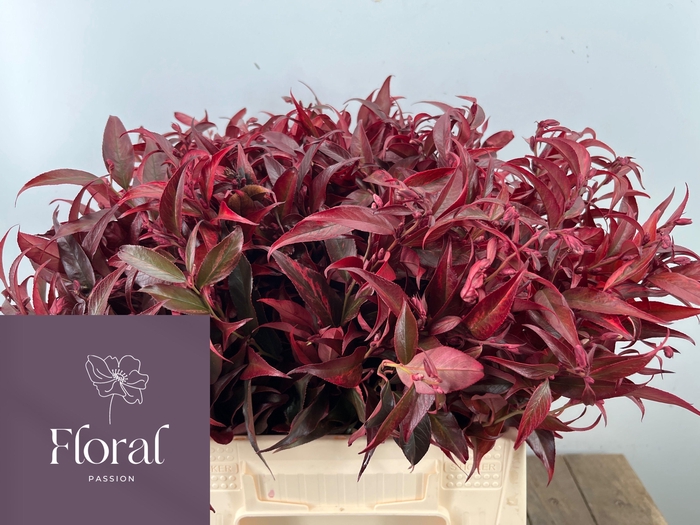 <h4>LEUCOTHOE KLB H%</h4>