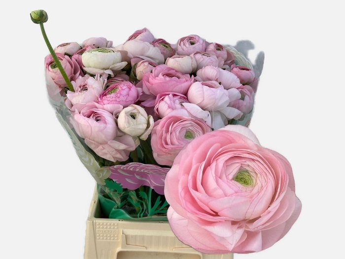 <h4>RAN AM MARSHMALLOW</h4>