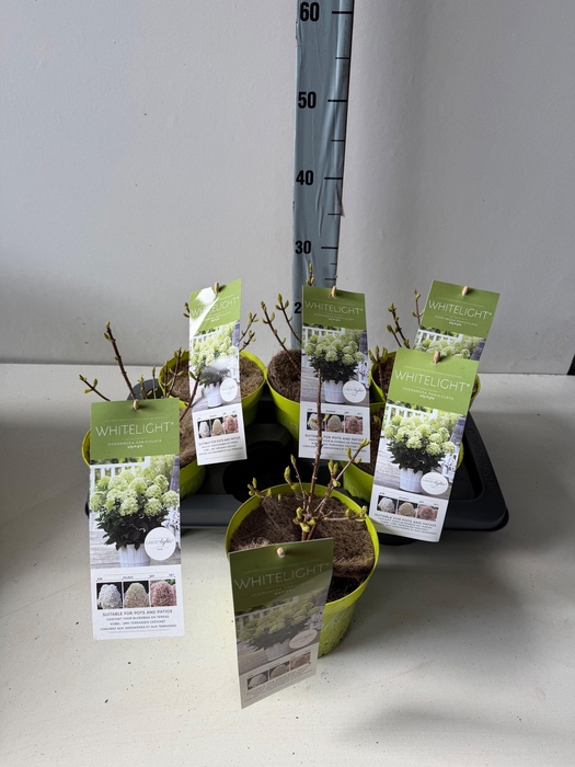 <h4>HYDR PANICULATA</h4>