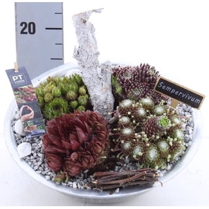 ARR SEMPERVIVUM
