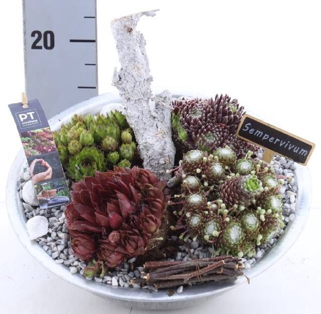 <h4>ARR SEMPERVIVUM</h4>