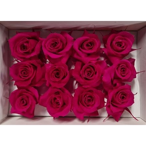 Ro Pres.. Fuchsia (4cm)