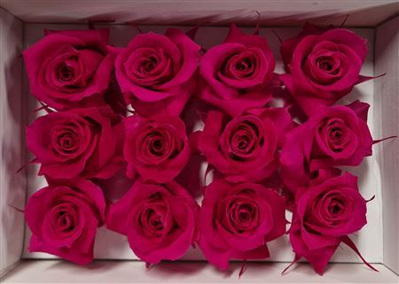 <h4>Ro Pres.. Fuchsia (4cm)</h4>