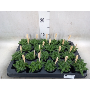 Delosperma echinatum