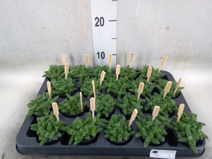 <h4>Delosperma echinatum</h4>