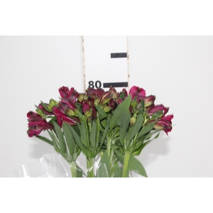 ALSTROEMERIA NAPOLI 080 CM