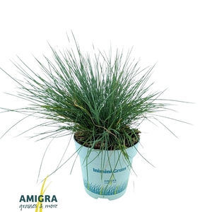 Festuca glauca CompactA Blue®