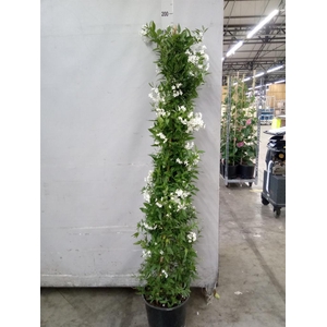 Solanum jasminoides