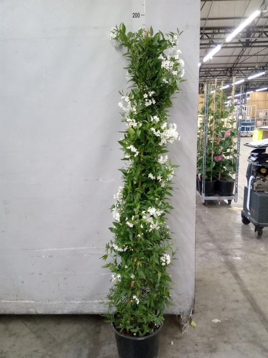 <h4>Solanum jasminoides</h4>