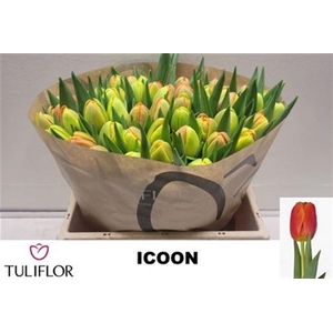 Tu Du Icoon