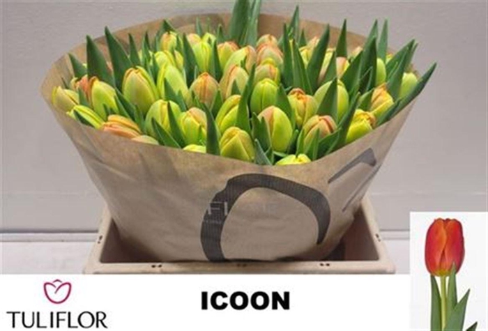 <h4>Tu Du Icoon</h4>