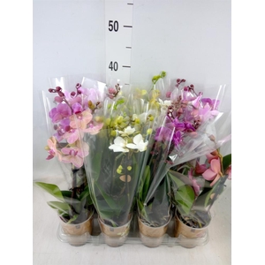 Phalaenopsis   ...mix