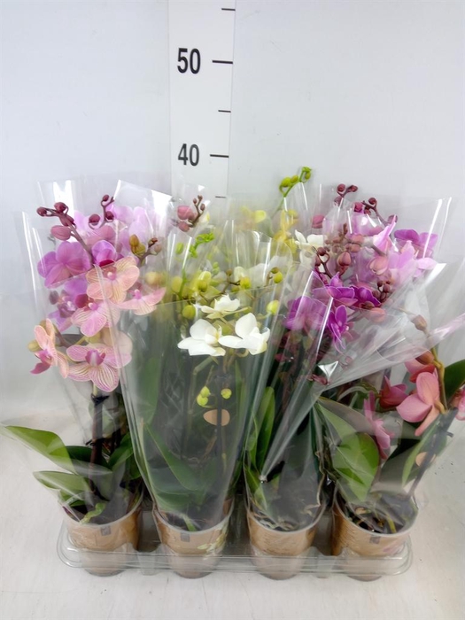 <h4>Phalaenopsis ...mix</h4>