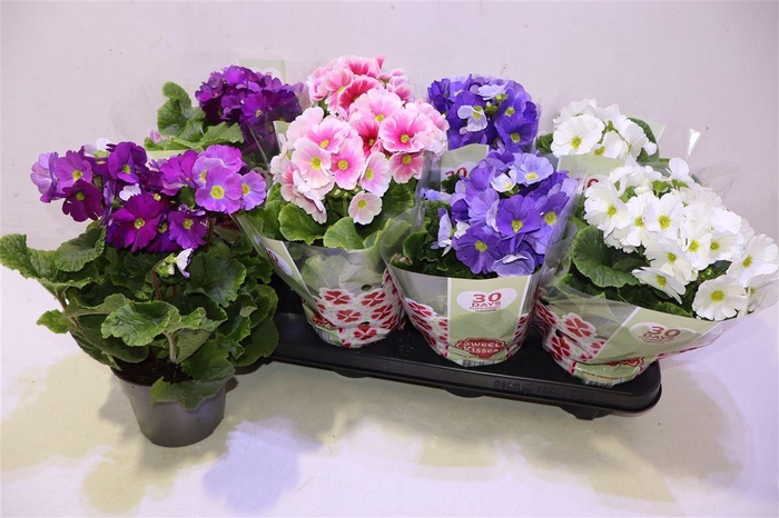 <h4>arr8 Prim Ob Tm Gem</h4>