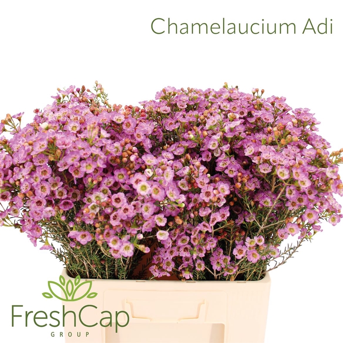 <h4>Chamelaucium Adi</h4>