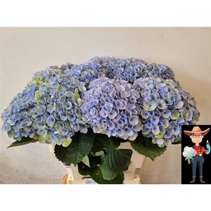 Hydr M Revolution Blauw