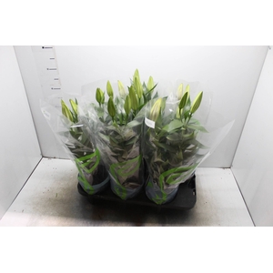 LIRIO AFTER EIGHT P16