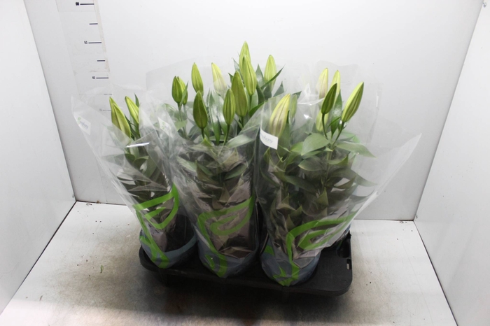 LIRIO AFTER EIGHT P16