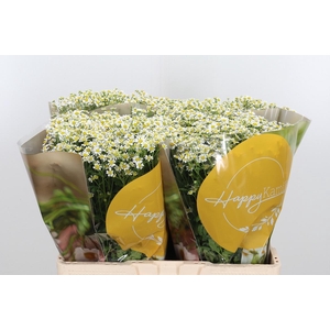 Tanacetum Pa Single Vegmo