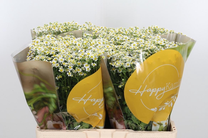 <h4>Tanacetum Pa Single Vegmo</h4>