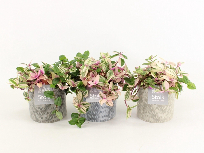 <h4>Tradescantia Quadricolor in Gaia pot</h4>