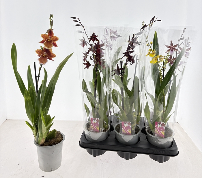 <h4>ORCHIDEEEN GEM</h4>