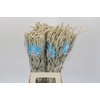 Amaranthus Yearming Desert