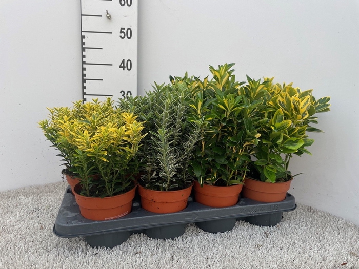 <h4>EUONYMUS JAP GEM</h4>