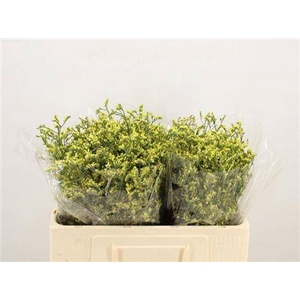 LIM SIN CHINA SUMMER#