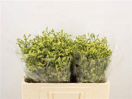 <h4>LIM SIN CHINA SUMMER#</h4>