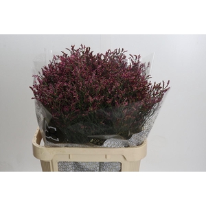 Limonium sinensis Scarlet Diamond