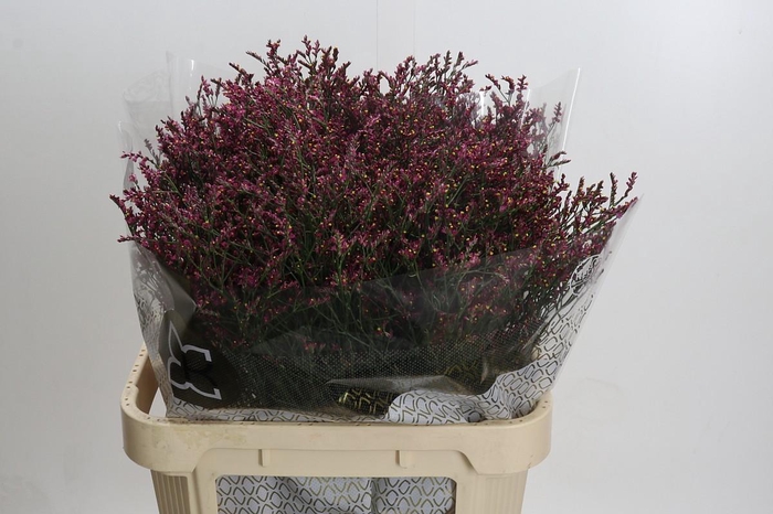 Limonium sinensis Scarlet Diamond