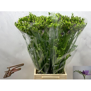 Freesia enk Delta River