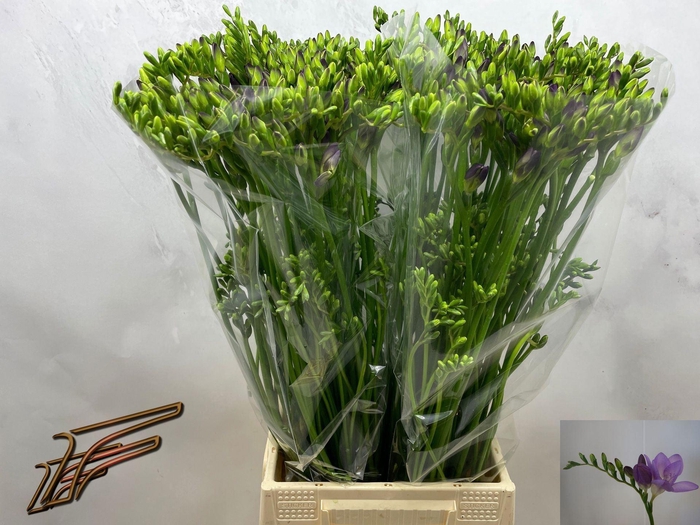 <h4>Freesia enk Delta River</h4>