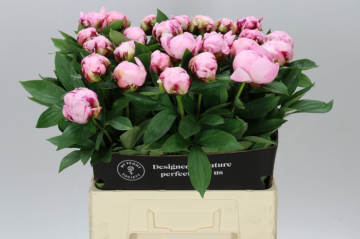 <h4>Paeonia Truly Yours</h4>