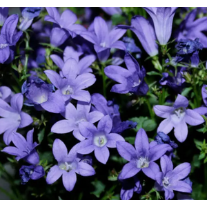 Campanula overig