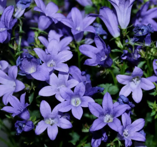 <h4>Campanula overig</h4>