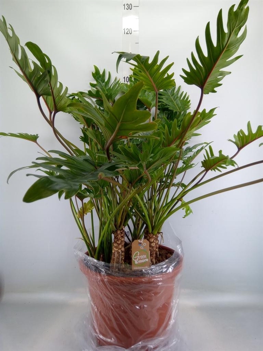 <h4>Philodendron xanadu</h4>