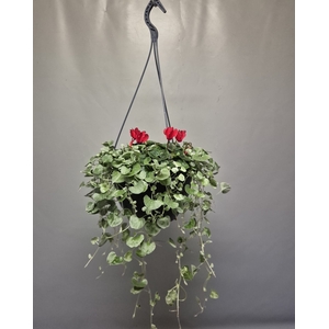 Hangpot 23 cm Cyclaam met Dichondra