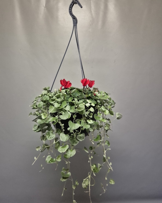 <h4>Hangpot 23 cm Cyclaam met Dichondra</h4>