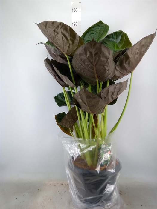 <h4>Alocasia wentii</h4>